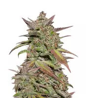 Smoothie Auto (Fast Buds) Cannabis-Samen
