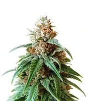 The Magician (De Sjamaan Seeds) Cannabis-Samen