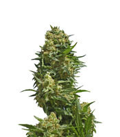 Black Widow strain