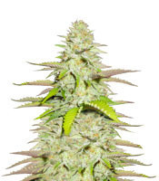 Blueberry Gum #2 (G13 Labs) Cannabis-Samen