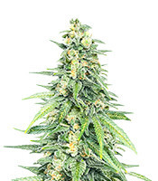 Dozy Cookies feminisierte Samen (AlphaFem Seeds)