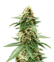 Early Widow (Advanced Seeds) Cannabis-Samen