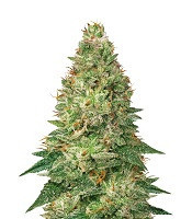 Mandarin Haze Auto (Ministry Of Cannabis) Cannabis-Samen