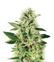 Northern Lights (White Label) Cannabis-Samen