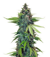 Sticky Fingers Autoflower (Seedstockers) Cannabis-Samen