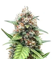 Auto Anonymass (Critical Mass Collective Seeds) Cannabis-Samen