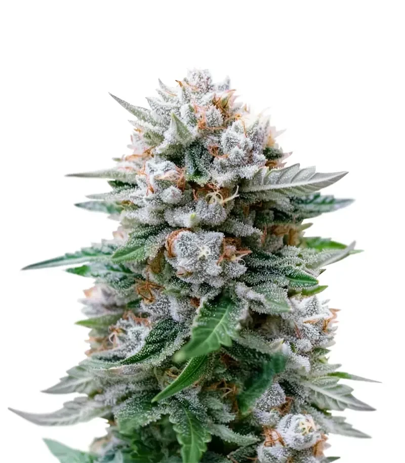 Banana Fumes (Original Sensible Seeds)