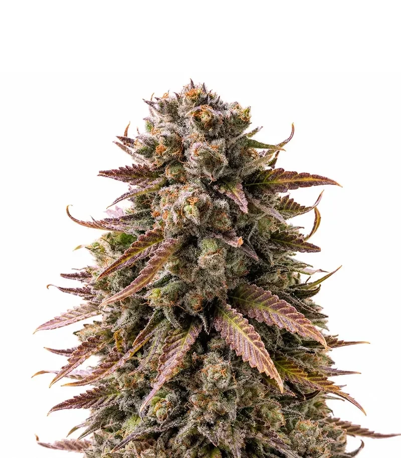 Frosted Guava (Original Sensible Seeds)