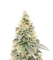 Purple Tropicana Cookies Autoflower feminisierte Samen (Seedkeepers)