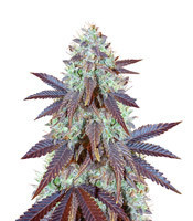 Grizzly Purple Kush (BlimBurn Seeds) Cannabis-Samen