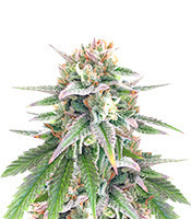 Kush 'N' Cookies CBD (Garden of Green Seeds) Cannabis-Samen