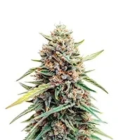 Auto Gelato (Female Seeds) Cannabis-Samen