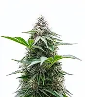 Cristal Paradise (K.C. Brains Seeds)