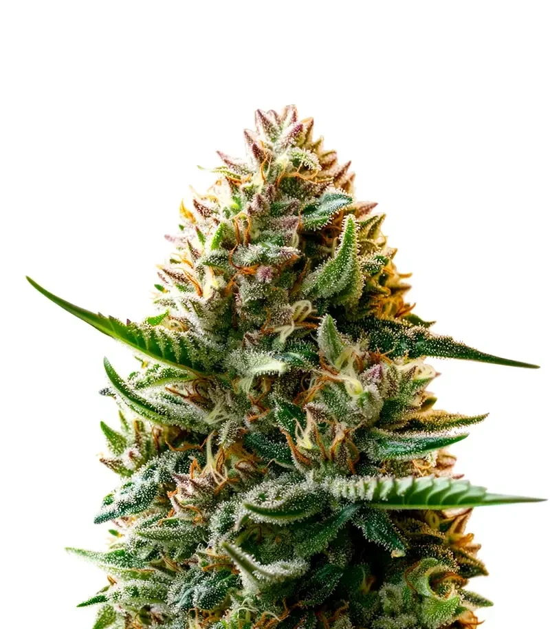 Ghost of NYC (Humboldt Seeds Organization)