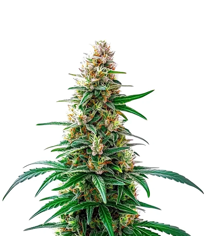 Permanent Marker Auto (Blimburn Seeds)