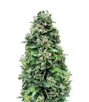 Dinamed CBD Autoflowering (Dinafem Seeds) Cannabis-Samen