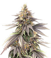 Pure Gelato (Vision Seeds) Cannabis-Samen