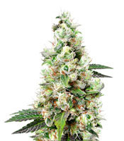 NYC Diesel regular (Soma Seeds) Cannabis-Samen