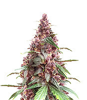 Keepers OG Autoflower feminisierte Samen (Seedkeepers)