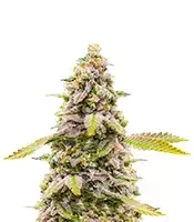 Cinderella 99 feminisierte Samen (Brothers Grimm Seeds)