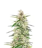 Skywalker Autoflower feminisierte Samen (Seedkeepers)