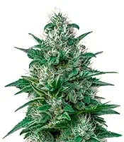 White Widow Auto CBD (GHS) Cannabis-Samen
