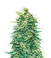 Watermelon Z Auto Samen feminisiert (Barney's Farm)