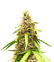 Auto Top 69 (Advanced Seeds) Cannabis-Samen