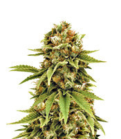 Cluster Bomb (Bomb Seeds)