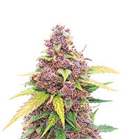 Alien Moonrocks feminisierte Samen (Original Sensible Seeds)