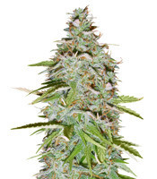 Candy Kush Auto (Auto Seeds) Cannabis-Samen