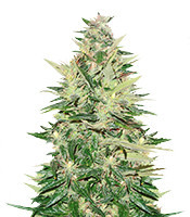 Pumpkin Kush regular (RQS) Cannabis-Samen