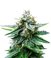 Cherry Cola Auto (Barney's Farm)