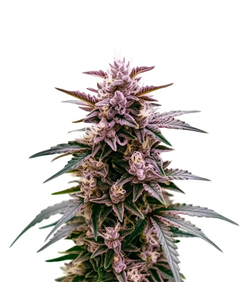 Indigo Sapphire (Blimburn Seeds)