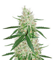 Exodus Cheese x Durban Panama (GHS) Cannabis-Samen