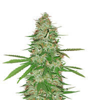 Strawberry Banana (Reserva Privada) Cannabis-Samen