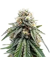 All The Sauces R1 (Ethos Genetics)