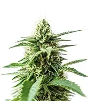 Amnesia Haze (RQS) Cannabis-Samen