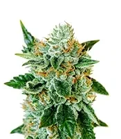 Bubblegum Auto (Barney's Farm)