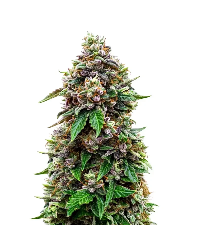 Cosmic Cheddar F1 (Royal Queen Seeds)