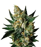 Exodus Cheese (GHS) Cannabis-Samen