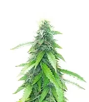Humboldt Sour Diesel Autoflower feminisierte Samen (Humboldt Seed Company)