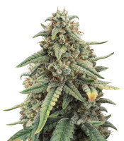 4 Assed Monkey (Mephisto Genetics) Cannabis-Samen