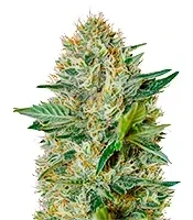 Exodus Cheese Auto (GHS) Cannabis-Samen