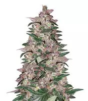Purps #1 (Dinafem Seeds) Cannabis-Samen