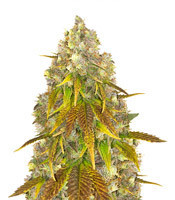 818 Headband