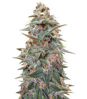Violeta Regular (Ace Seeds) Cannabis-Samen