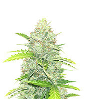Blue Dream Autoflower feminisierte Samen (Seedkeepers)