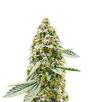 Hero Cookies feminisierte Samen (AlphaFem Seeds)
