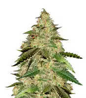 Big Bud (Seedstockers) Cannabis-Samen